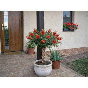 Tyčinkovec kopijovitolistý (Callistemon citrinus) ´LEAVIS´ - výška 80-100 cm, kont. C7L - VIACKMENNÝ, PLETENÝ KMEŇ, červený